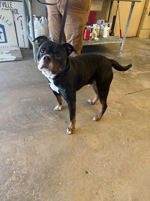 Enlarge Petey, a Adoptable mixed breed in Shelbyville, TN image 4/5