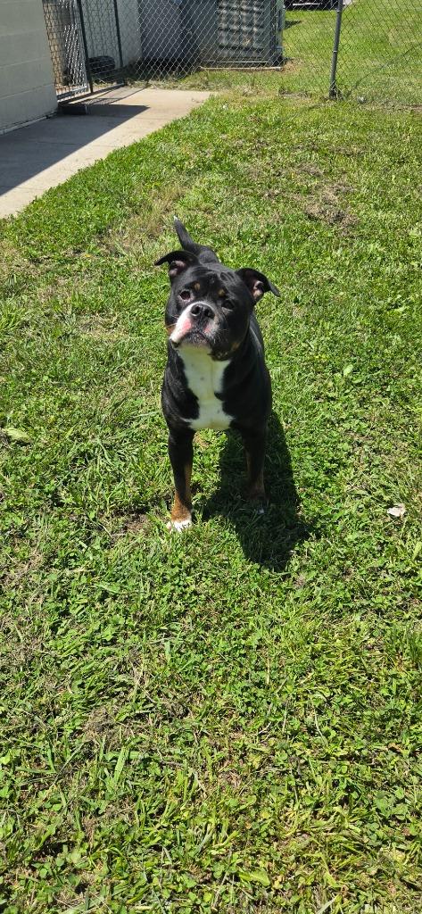 Enlarge Petey, a Adoptable mixed breed in Shelbyville, TN image 5/5
