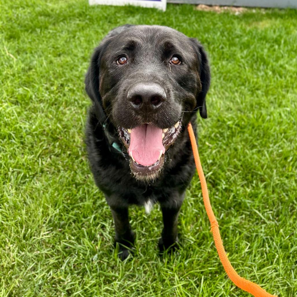 Pesto, Adoptable, Adult Male Great Pyrenees & Labrador Retriever.