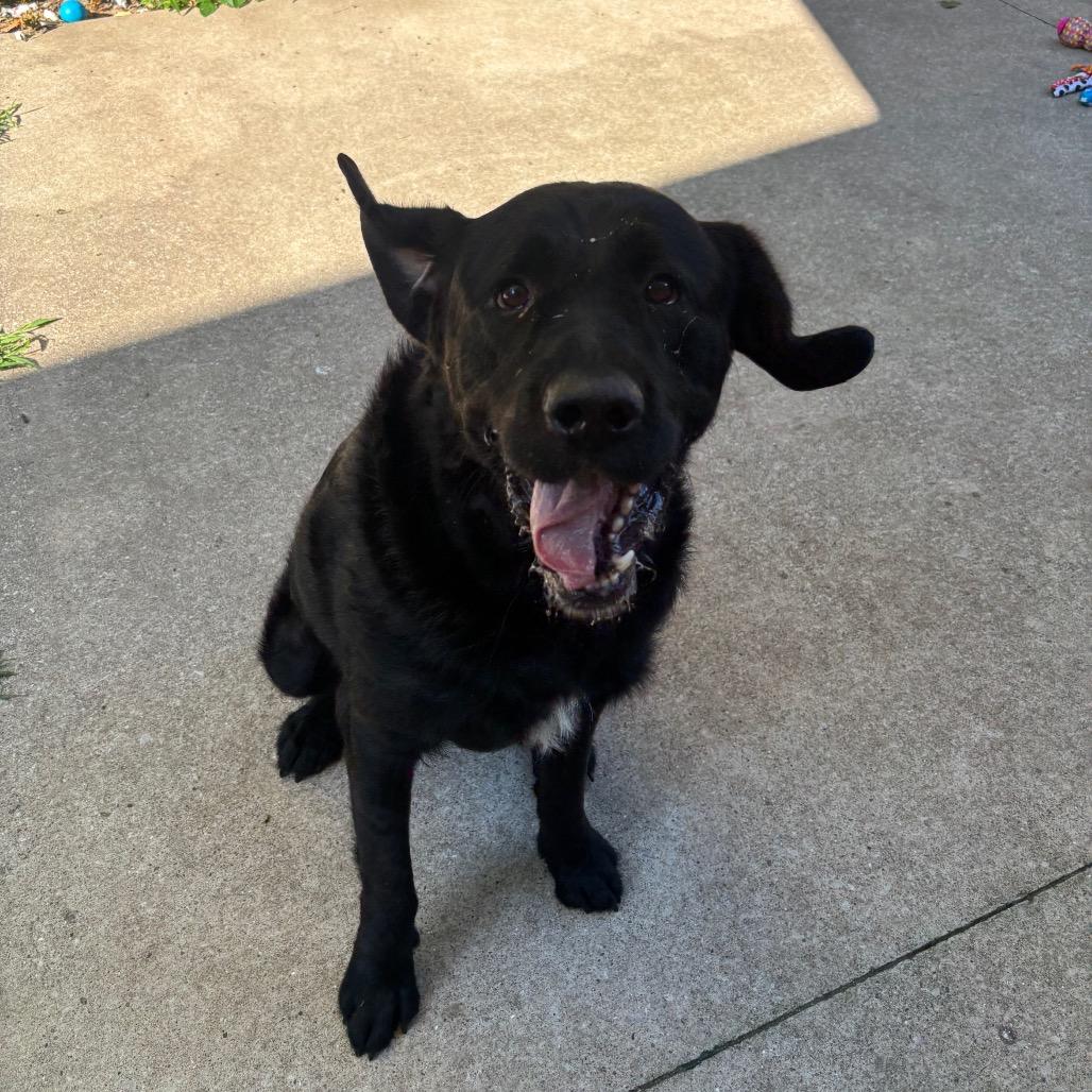 Enlarge Pesto, a Adoptable mixed breed in Grand Rapids, MI image 2/6