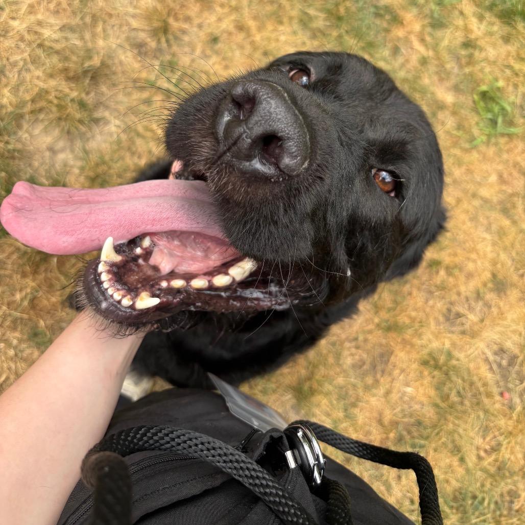 Enlarge Pesto, a Adoptable mixed breed in Grand Rapids, MI image 4/6