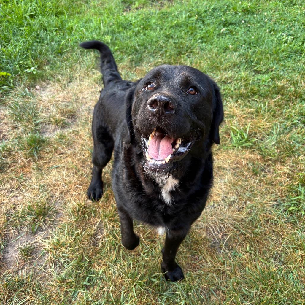 Enlarge Pesto, a Adoptable mixed breed in Grand Rapids, MI image 5/6