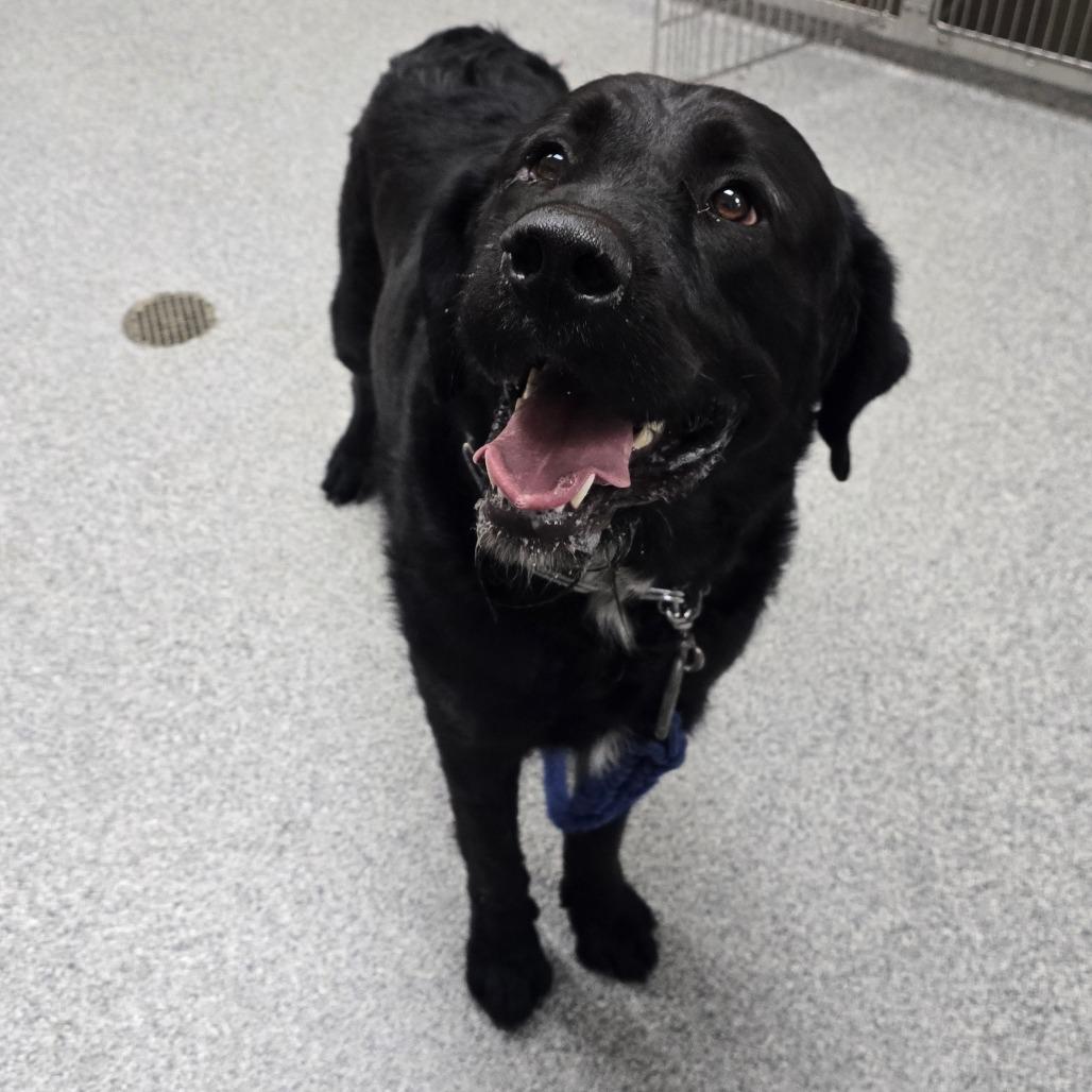 Enlarge Pesto, a Adoptable mixed breed in Grand Rapids, MI image 6/6