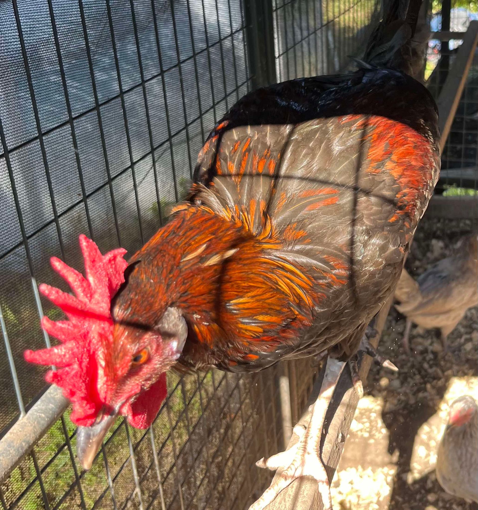 Enlarge Roco, a Adoptable Chicken in Kenner, LA image 1/2
