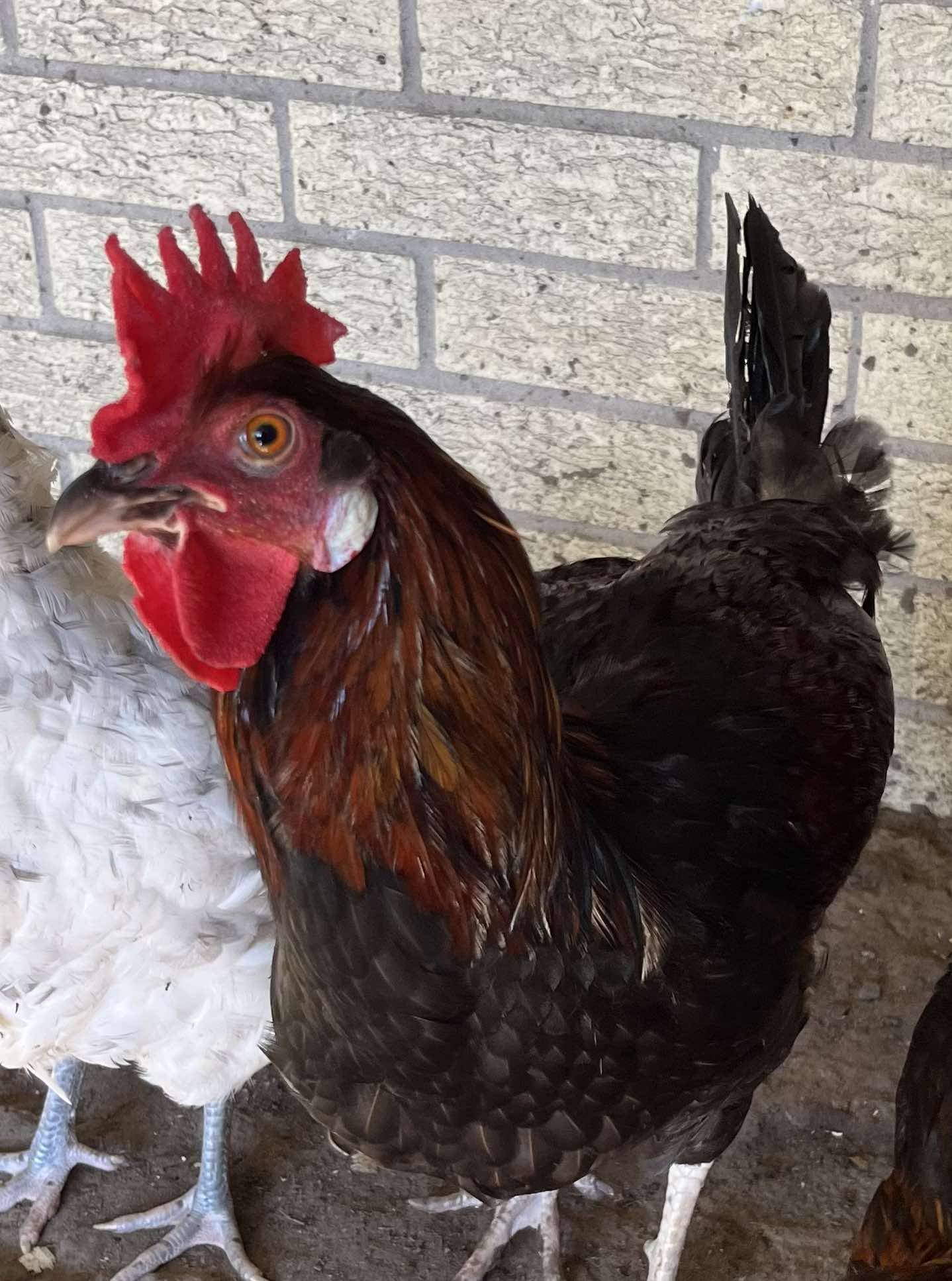 Enlarge Roco, a Adoptable Chicken in Kenner, LA image 2/2