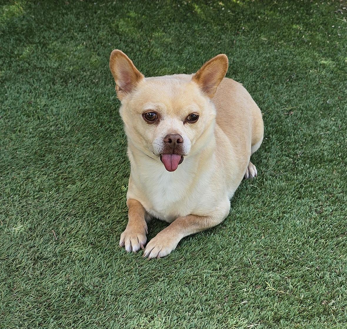 Noble Lil Mr Nelson - Charming, Adoptable, Adult Male Chihuahua.