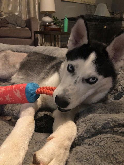 Enlarge Bobo Leon, a Adoptable Husky in Alpharetta, GA image 1/3