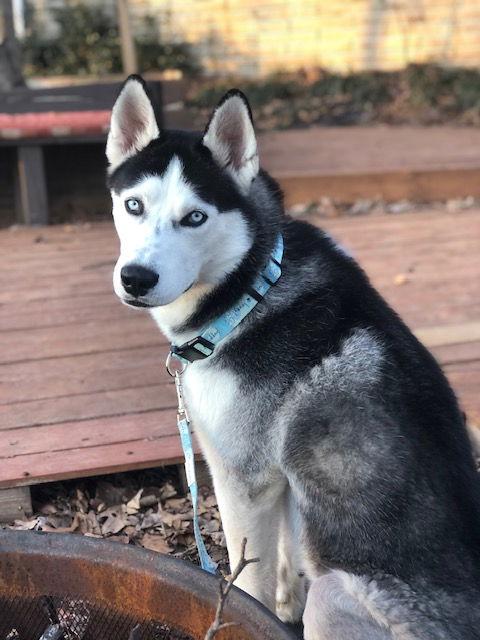 Enlarge Bobo Leon, a Adoptable Husky in Alpharetta, GA image 2/3