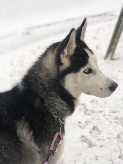 Enlarge Bobo Leon, a Adoptable Husky in Alpharetta, GA image 3/3