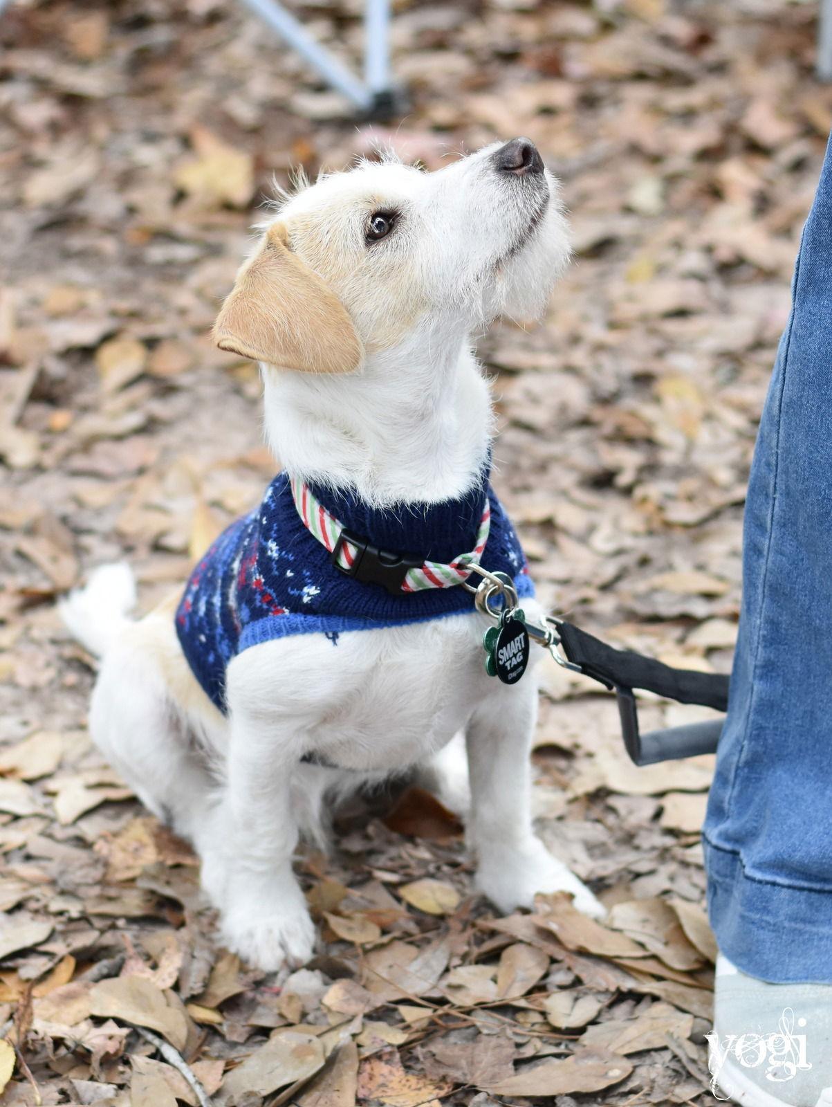 Yogi, Adopted, Puppy Male Chihuahua.