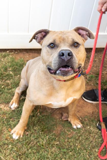 Enlarge Gentle Ben - IN FOSTER, a Adoptable Mixed Breed in Chamblee, GA image 1/3
