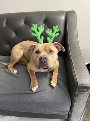 Gentle Ben - IN FOSTER, Adoptable, Adult Male Mixed Breed & Mixed Breed.
