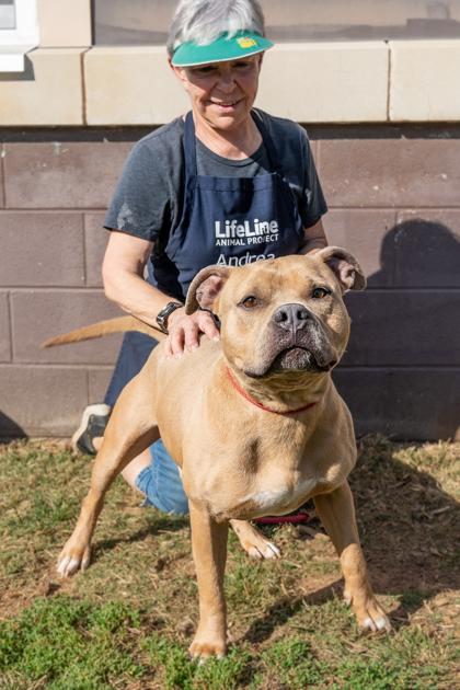 Gentle Ben - IN FOSTER, Adoptable, Adult Male Mixed Breed & Mixed Breed.