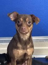 Enlarge Penny , an adopted Chihuahua in Edgewood, NM image 1/1