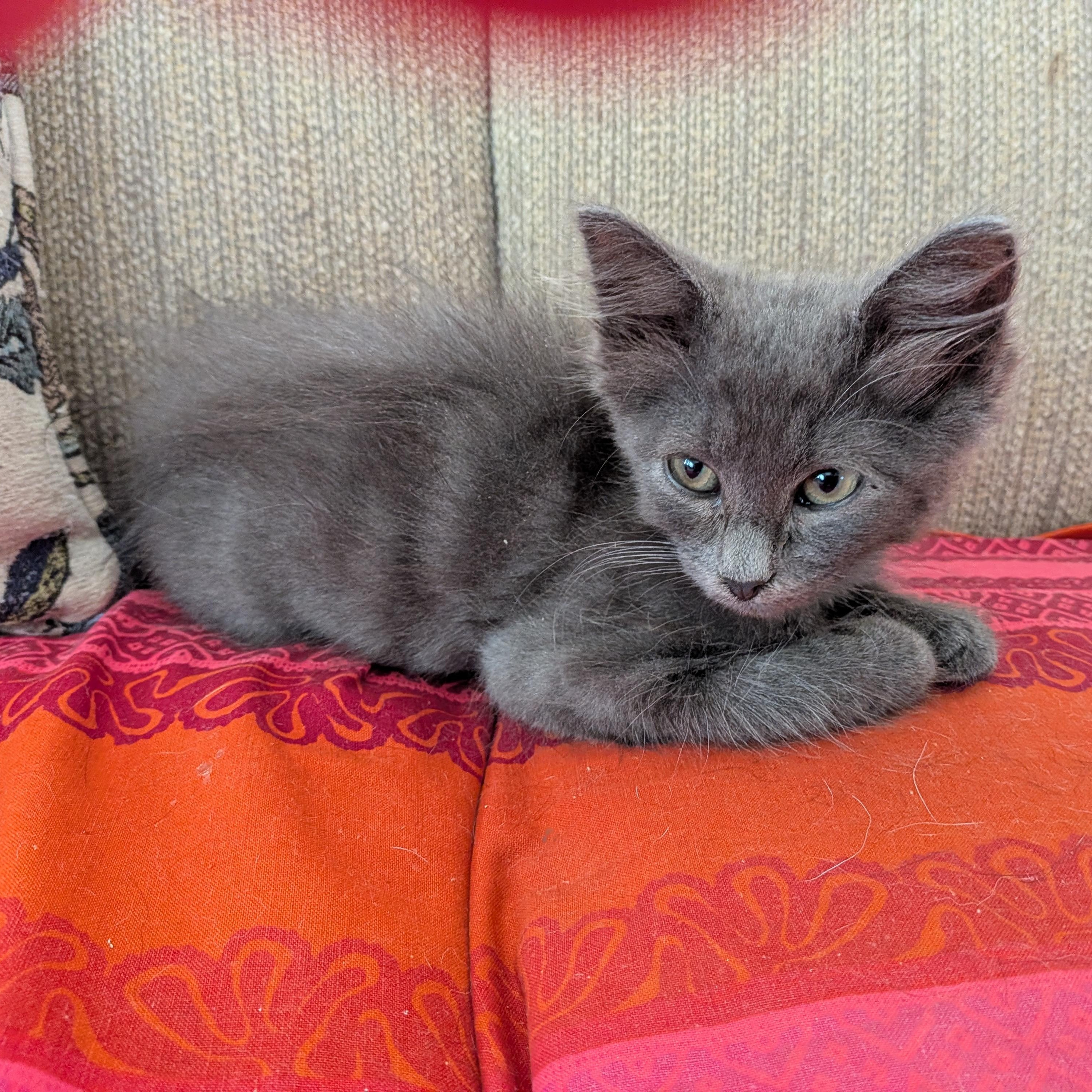 Chai, Adopted, Kitten Male Domestic Long Hair.