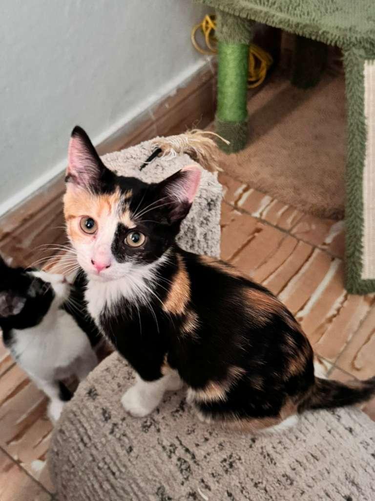 Enlarge Dualia, an adoptable Domestic Short Hair in San Juan, PR image 2/5