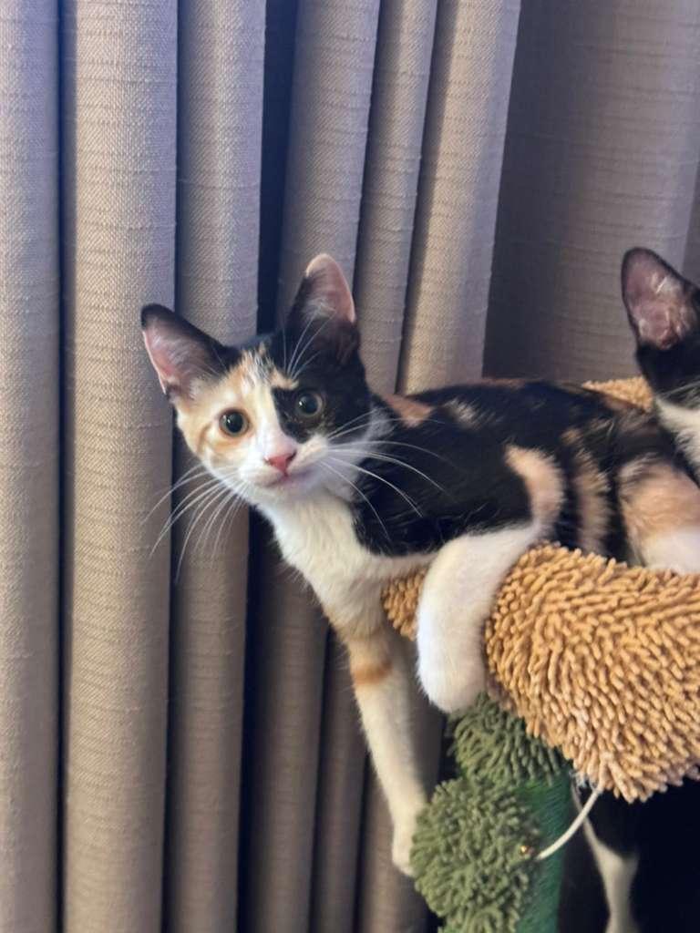 Enlarge Dualia, an adoptable Domestic Short Hair in San Juan, PR image 3/5