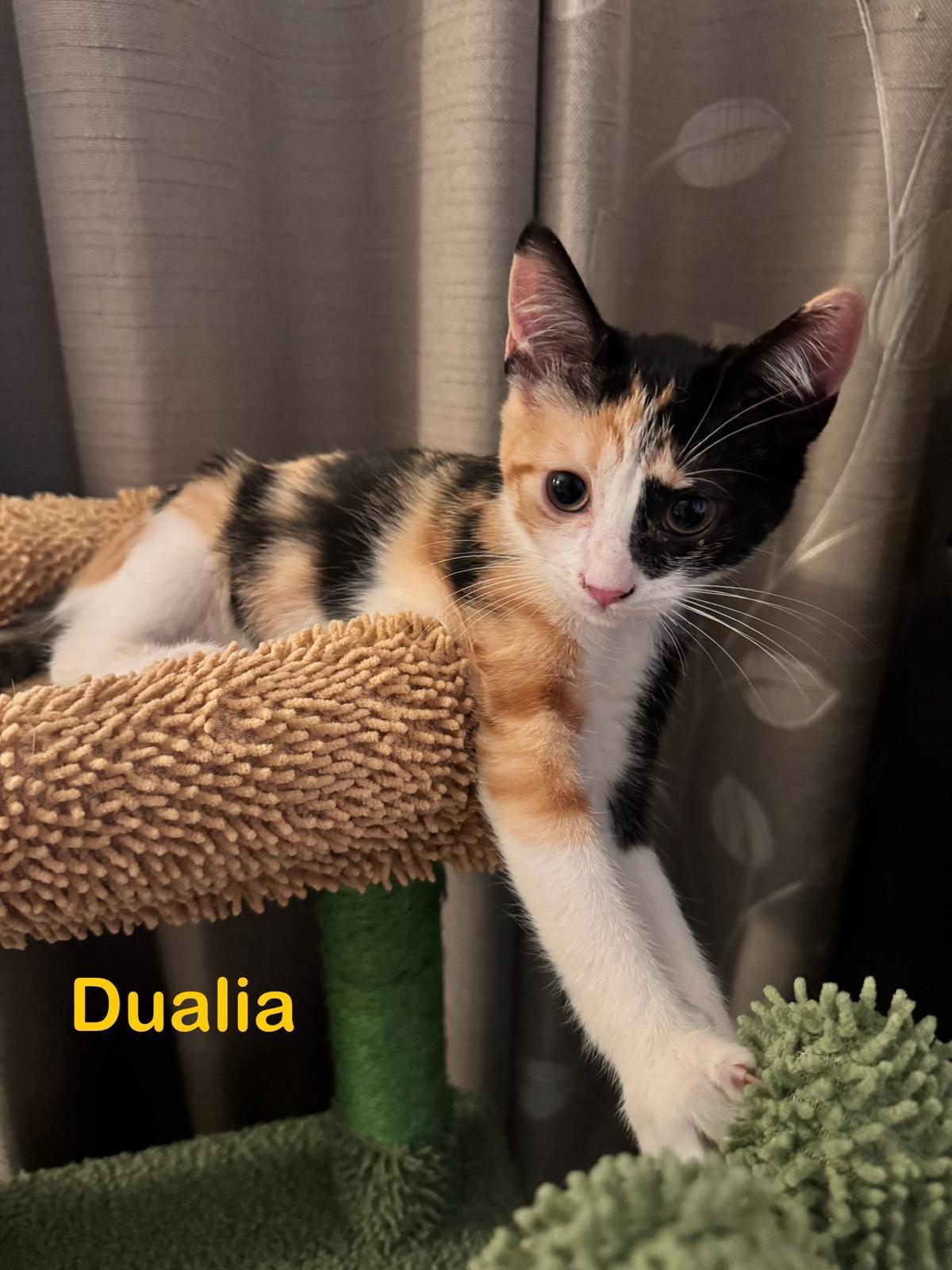 Dualia, adoptable, Kitten Female Domestic Short Hair.