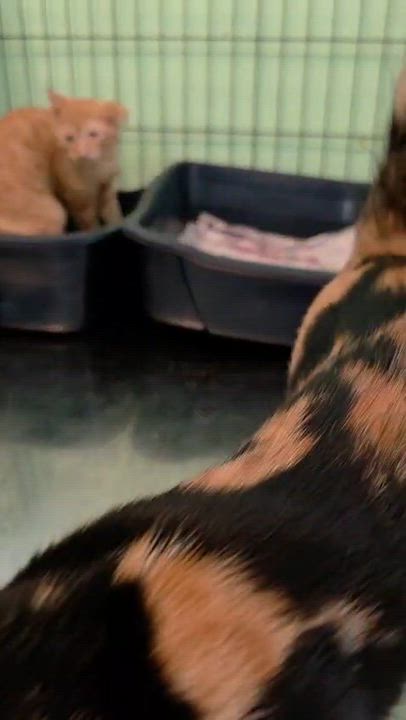 Enlarge Dualia, an adoptable Domestic Short Hair in San Juan, PR video 4/5