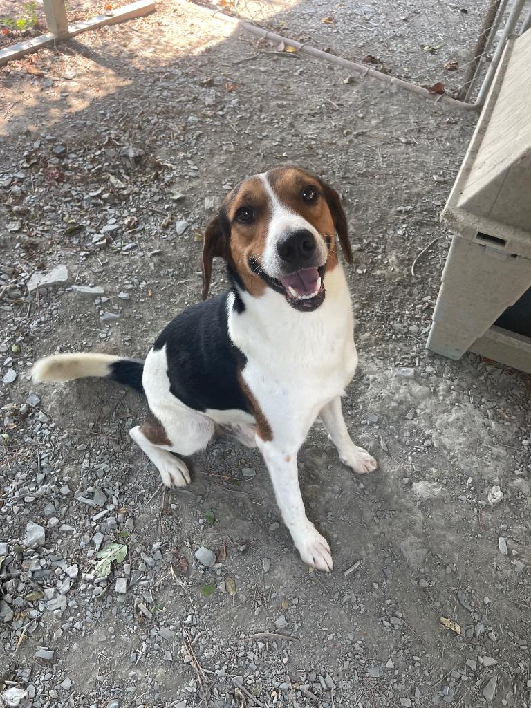 Snoopy, Adoptable, Young Male Beagle & Treeing Walker Coonhound.