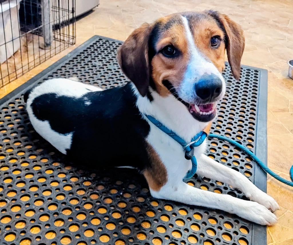 Snoopy, a Adoptable mixed breed in Mena, AR image 2/2