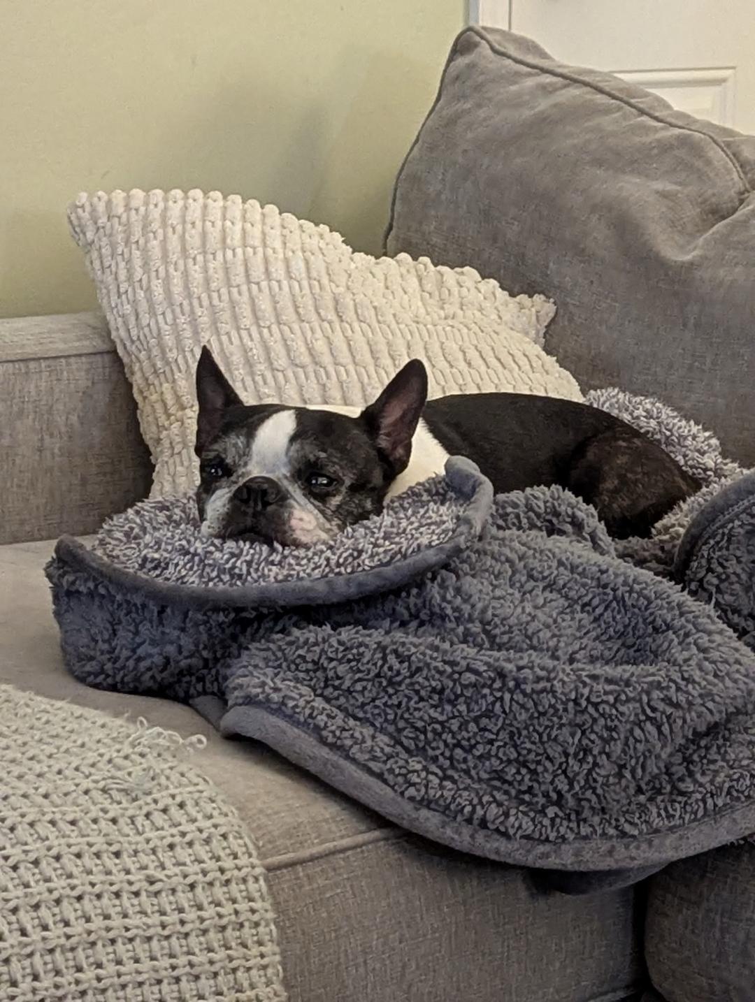 Enlarge Bonnie in MO, a ADOPTABLE Boston Terrier in Springfield, MO image 4/5