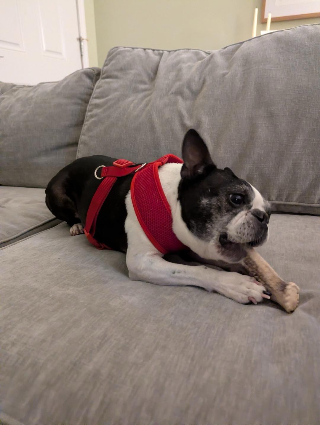 Enlarge Bonnie in MO, a ADOPTABLE Boston Terrier in Springfield, MO image 3/5