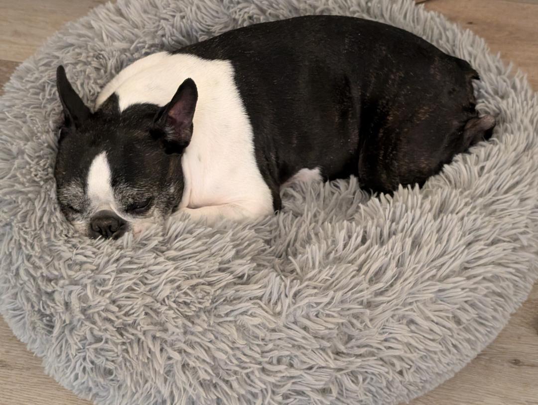 Enlarge Bonnie in MO, a ADOPTABLE Boston Terrier in Springfield, MO image 5/5