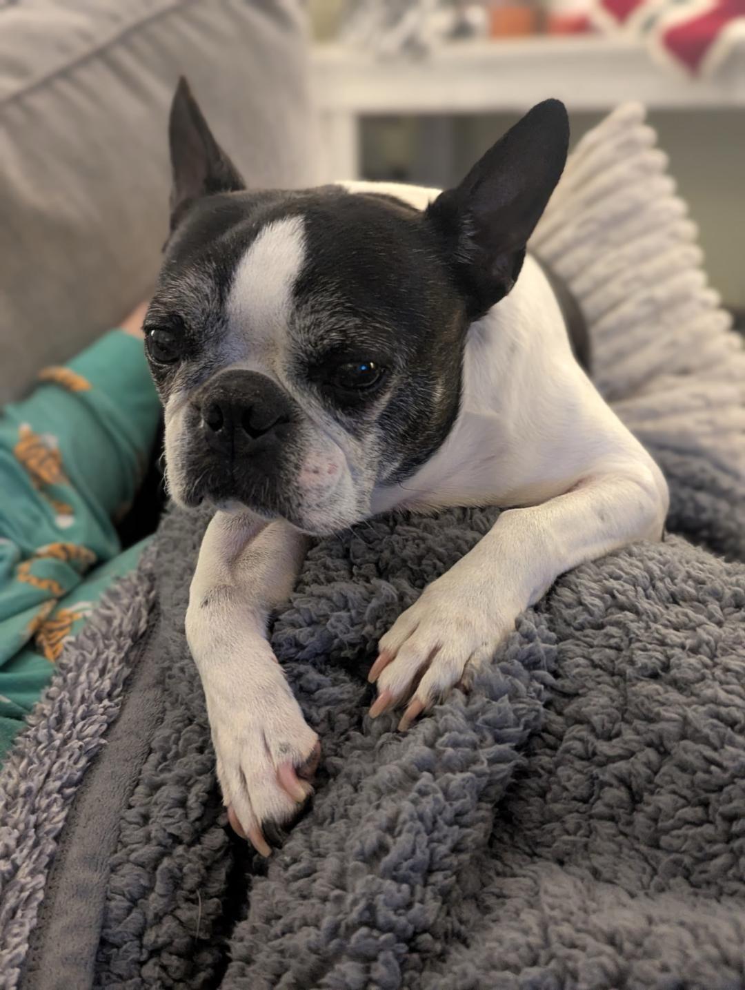 Enlarge Bonnie in MO, a ADOPTABLE Boston Terrier in Springfield, MO image 1/5