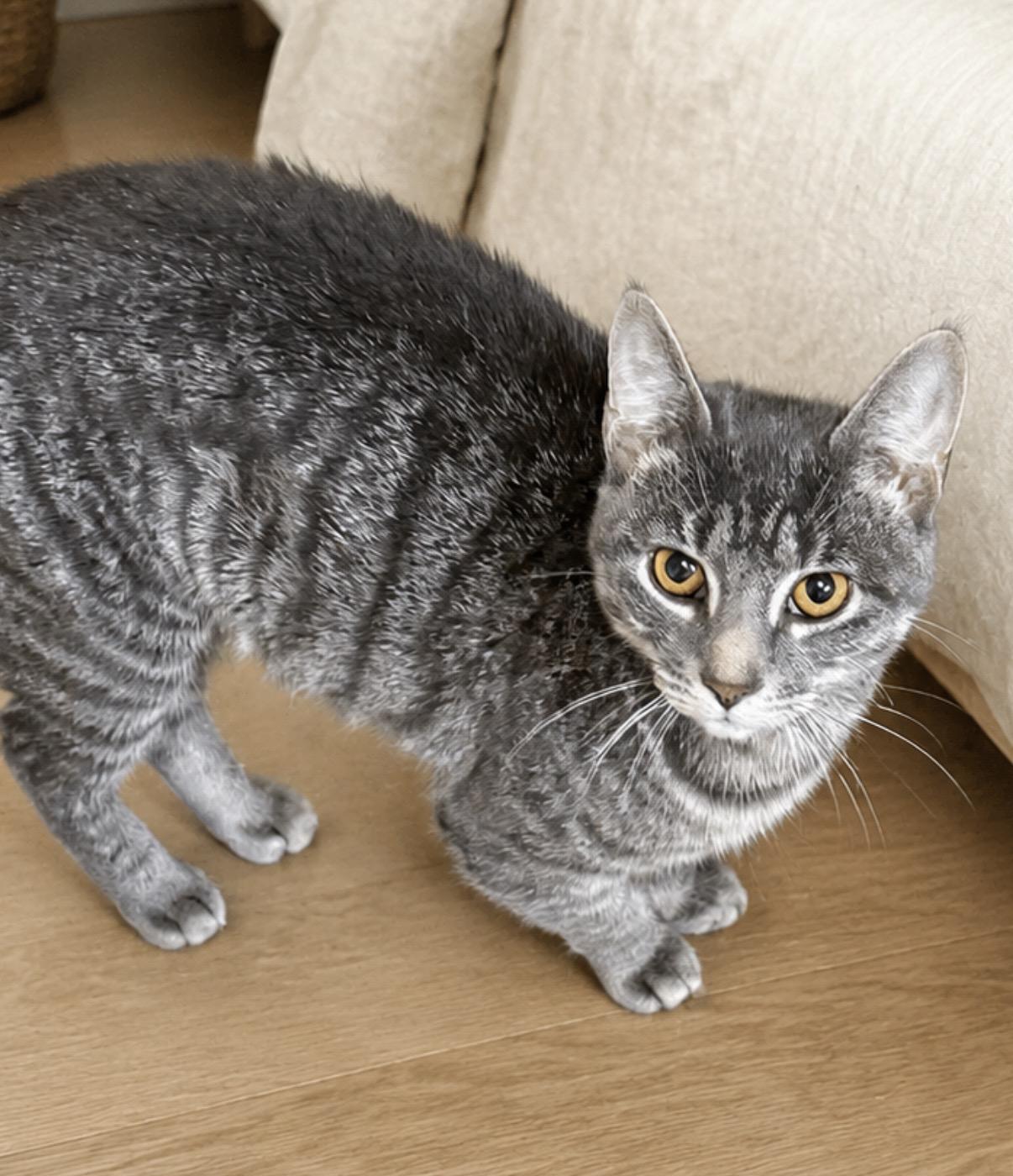 Sarah, Adopted, Kitten Female Domestic Short Hair.
