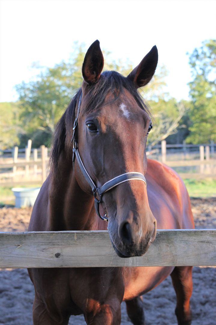Enlarge Rascal (companion/pasture pet- FREE), a Adopted Standardbred in Farmingdale, NJ image 2/9