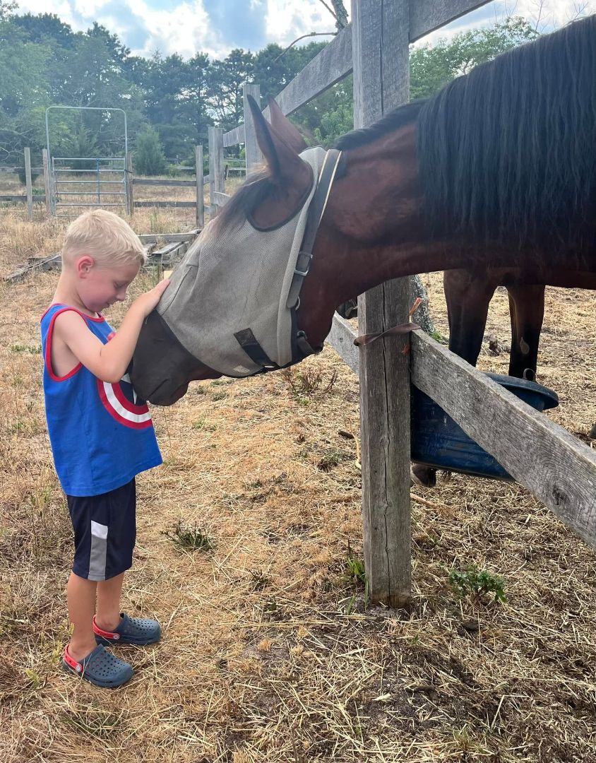 Enlarge Rascal (companion/pasture pet- FREE), a Adopted Standardbred in Farmingdale, NJ image 4/9