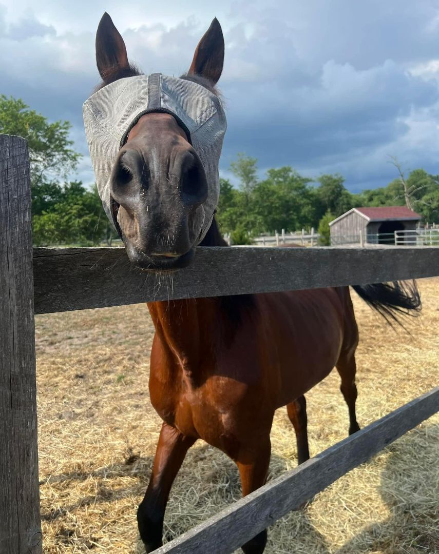 Enlarge Rascal (companion/pasture pet- FREE), a Adopted Standardbred in Farmingdale, NJ image 5/9