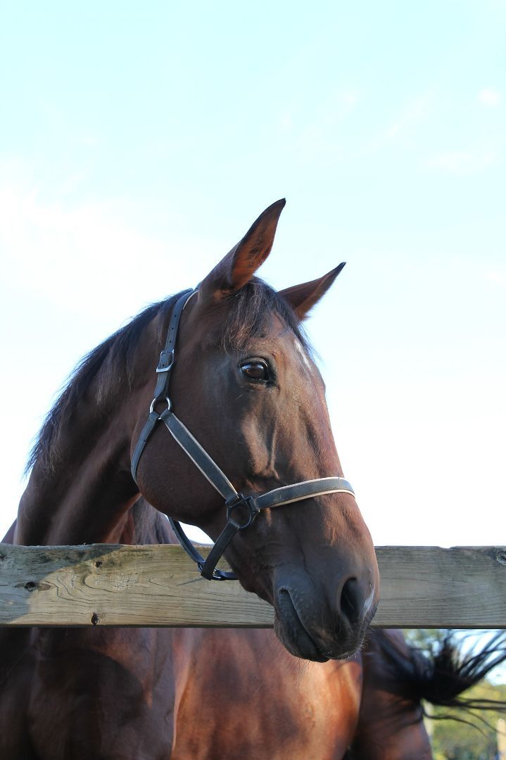 Enlarge Rascal (companion/pasture pet- FREE), a Adopted Standardbred in Farmingdale, NJ image 6/9