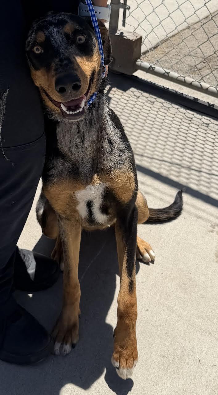Kona, ADOPTABLE, Adult Female Catahoula Leopard Dog.