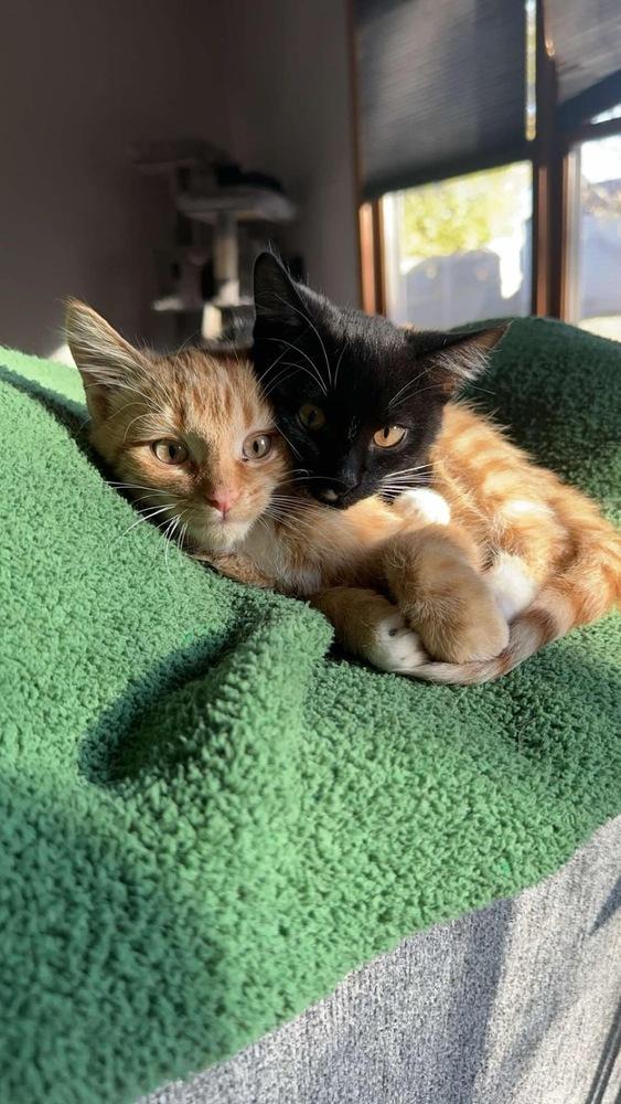 Tuna — thumbnail 2