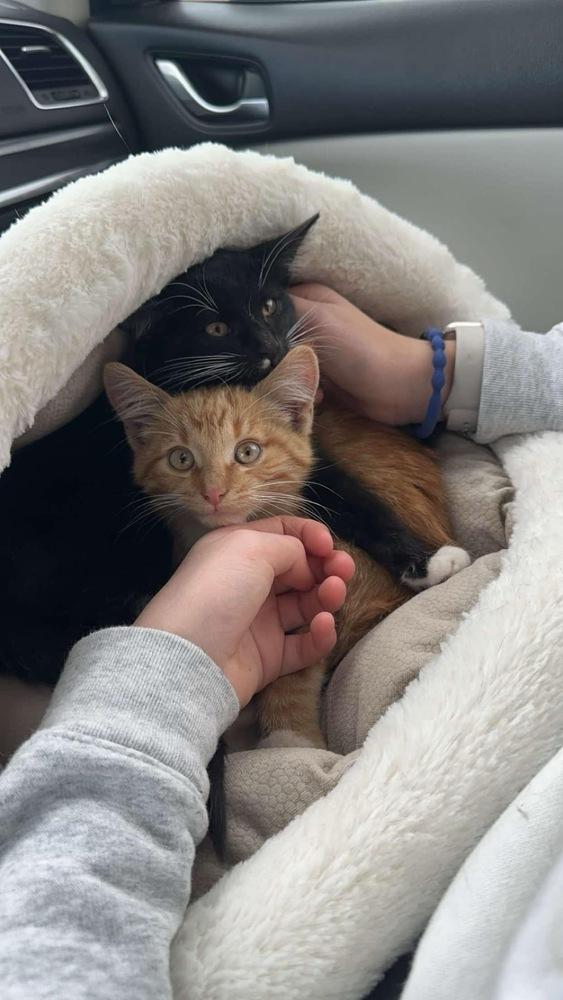 Tuna — thumbnail 4