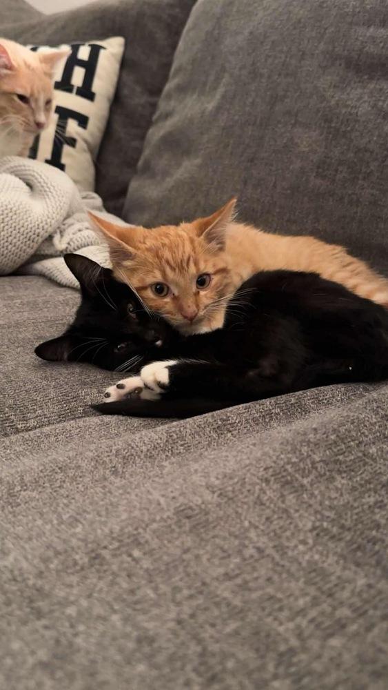 Tuna — thumbnail 5