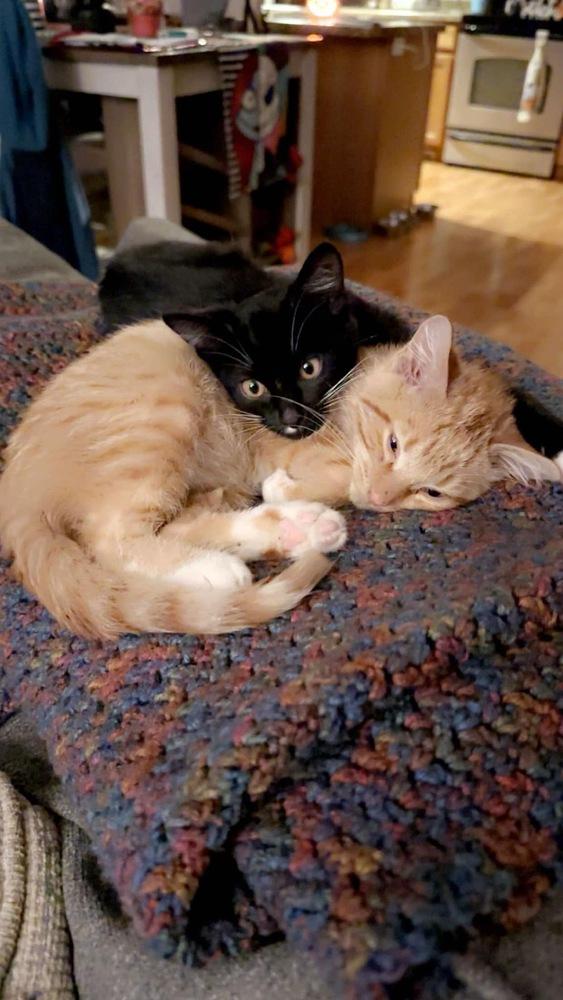 Tuna — thumbnail 6