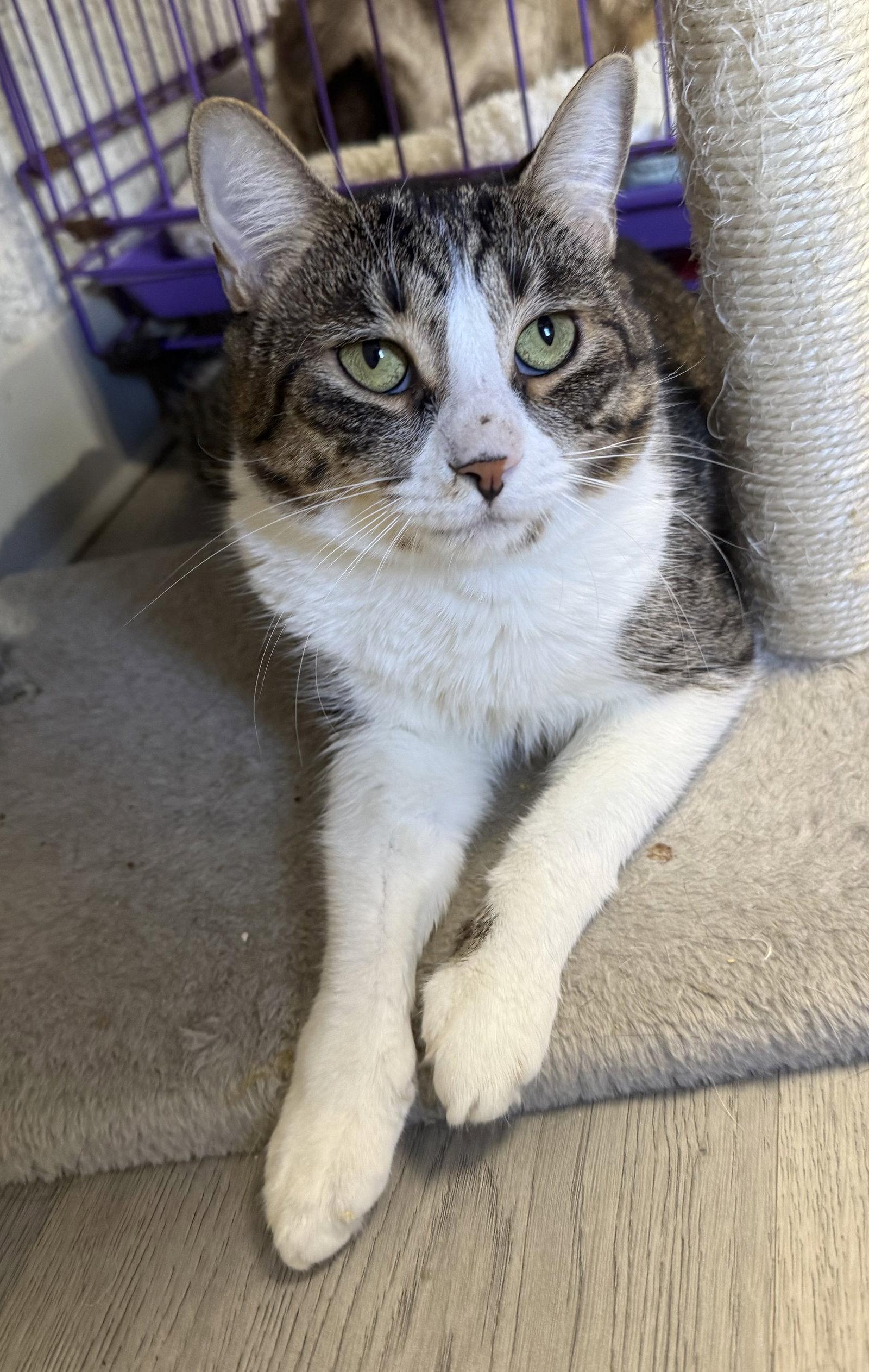 Boing, Adoptable, Adult Female Domestic Short Hair.