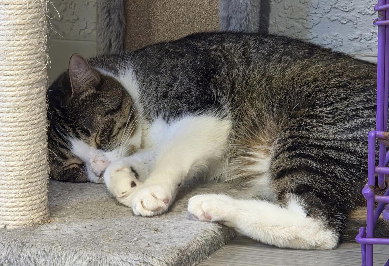 Boing, a Adoptable Domestic Short Hair in Satellite Beach, FL image 2/3