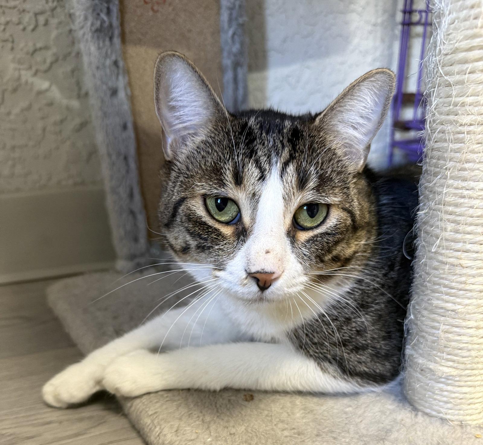 Boing, a Adoptable Domestic Short Hair in Satellite Beach, FL image 3/3