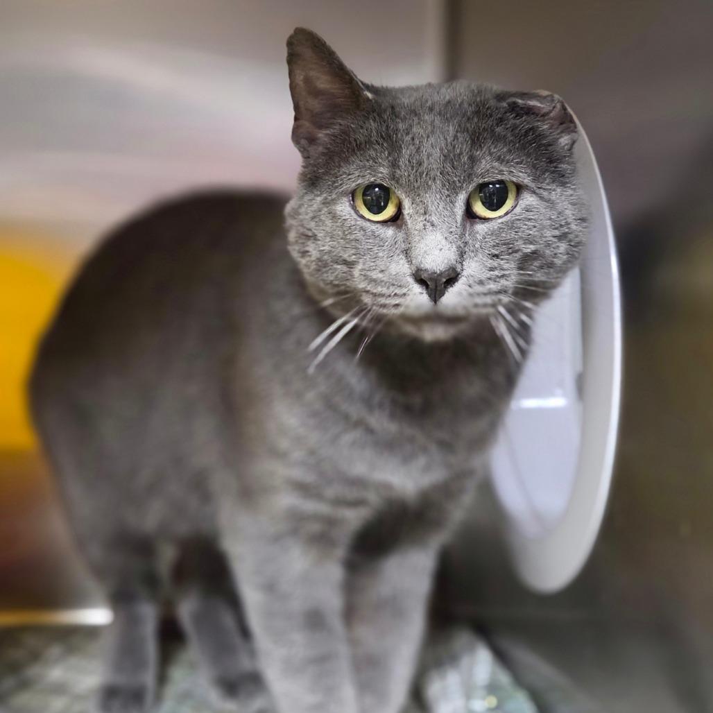 Patch, Adoptable, Senior Male Domestic Short Hair.