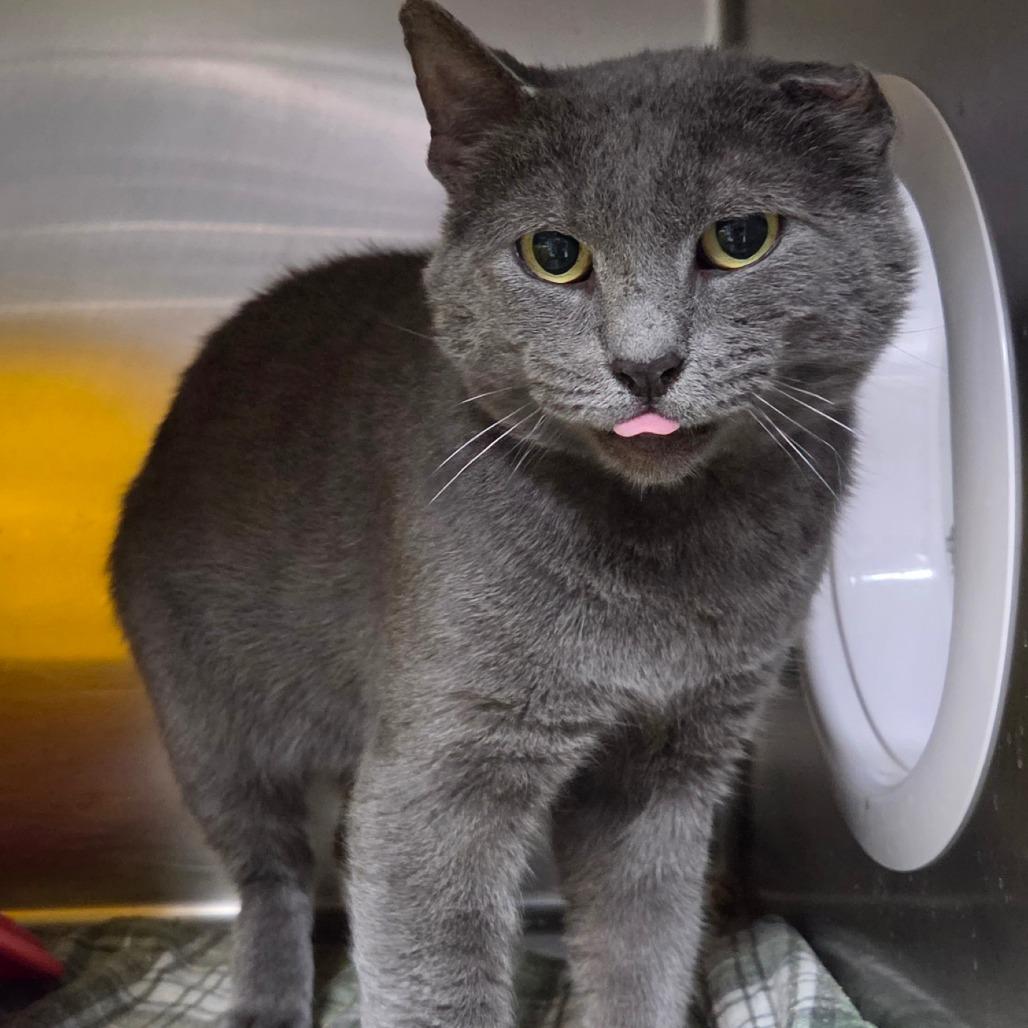 Enlarge Patch, a Adoptable Domestic Short Hair in Windsor, VA image 2/2
