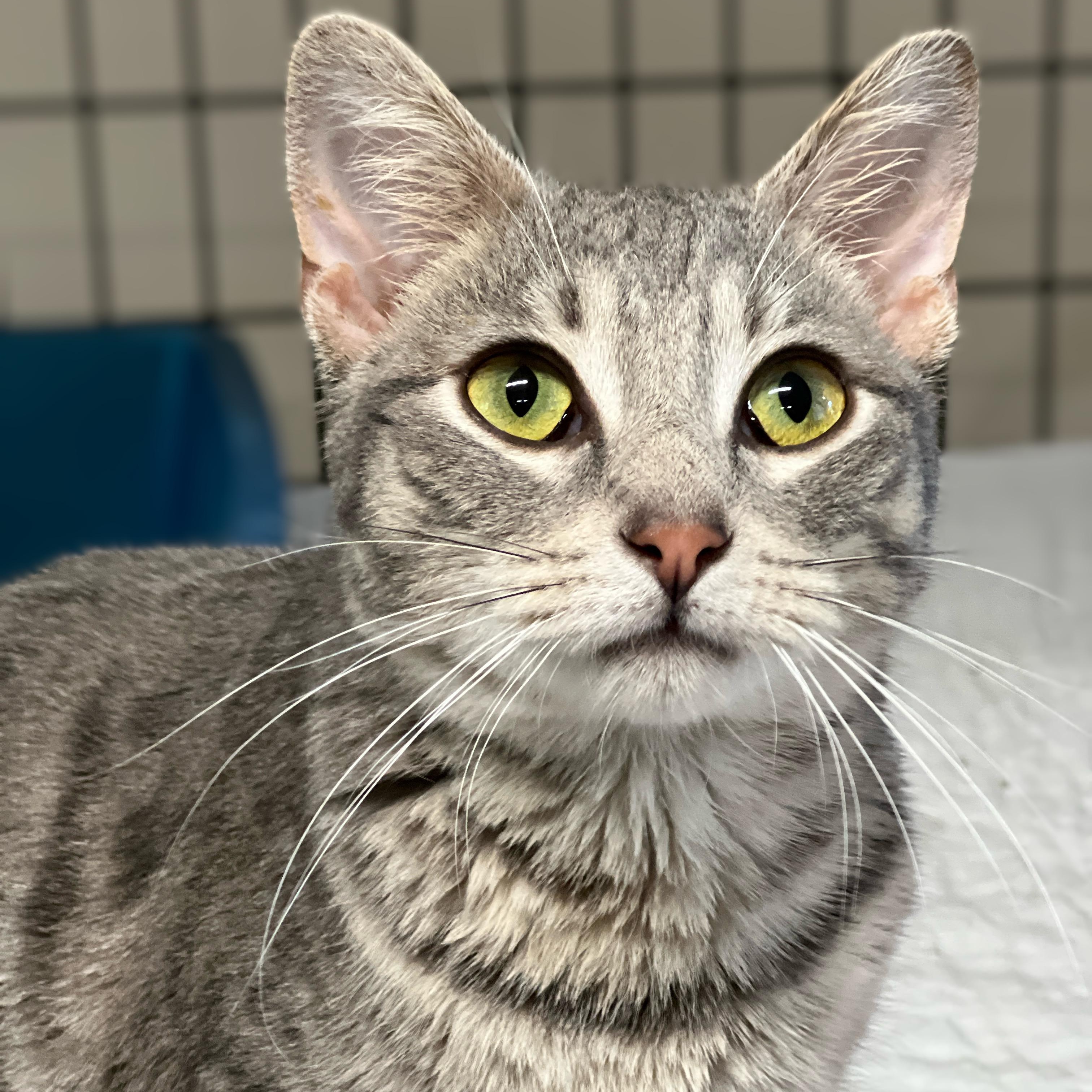 Bansky, adopted, Adult Male Domestic Short Hair & Tabby.