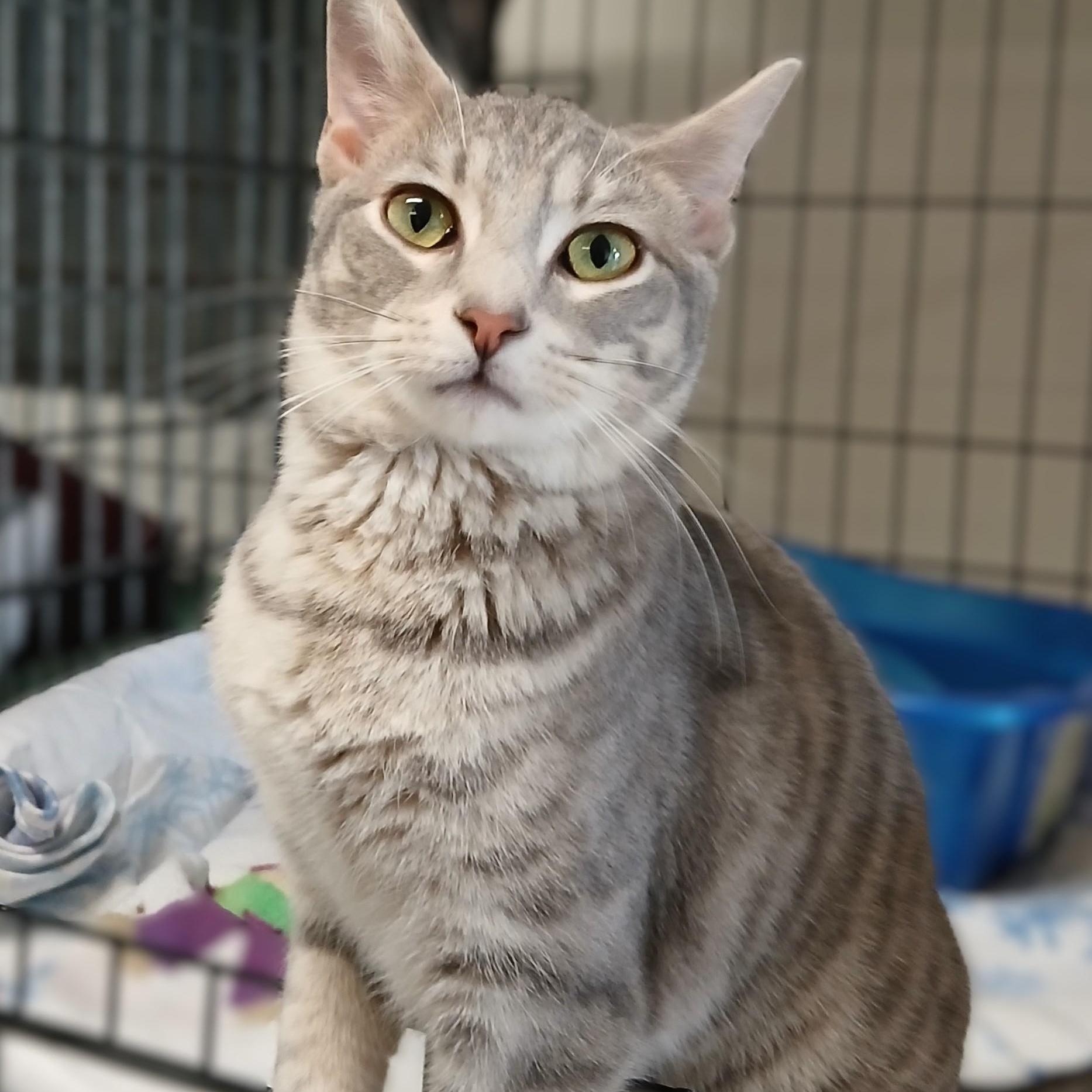 Enlarge Bansky, an adopted mixed breed in Germansville, PA image 3/5
