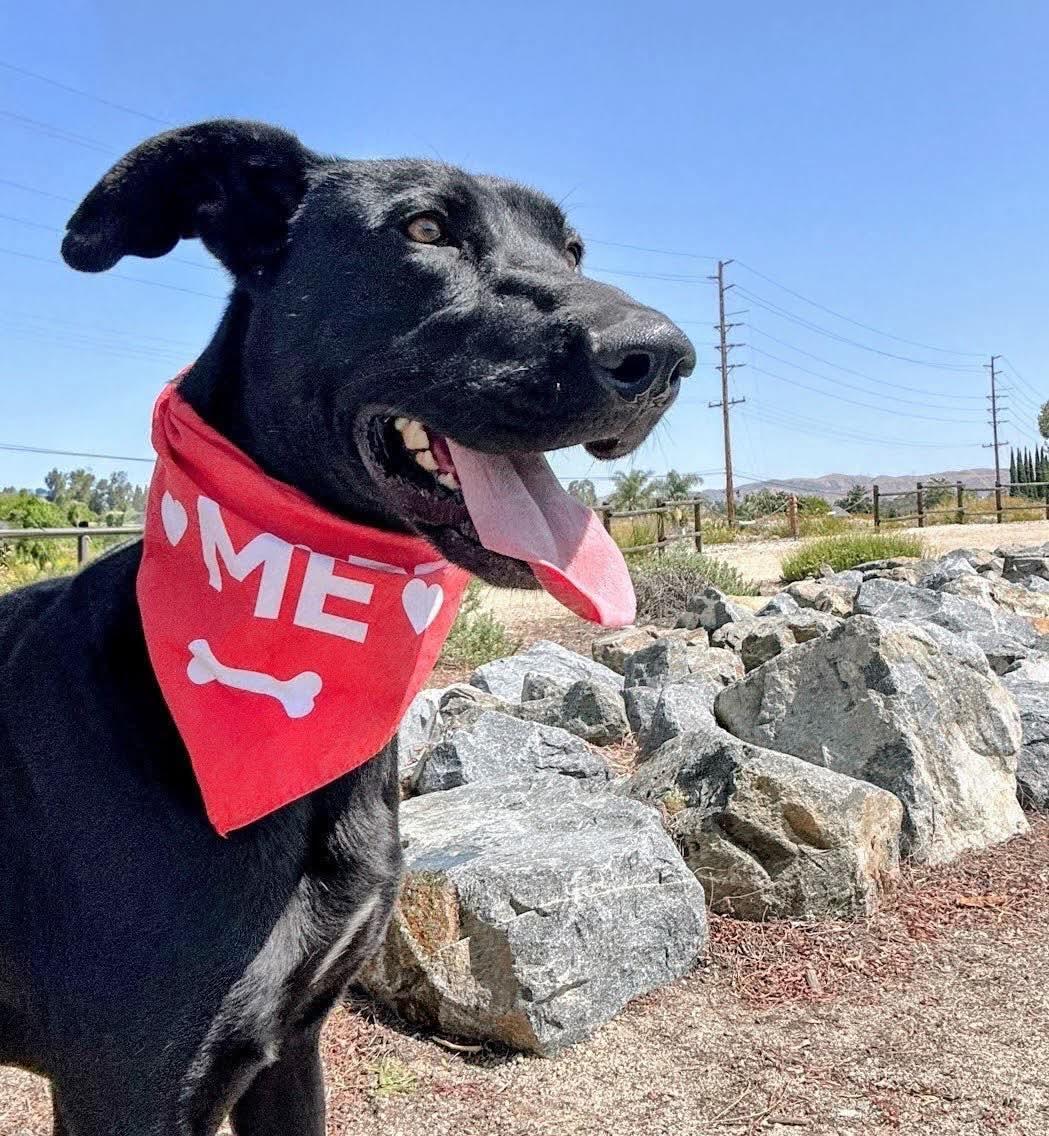 Enlarge Gracie Lou, a Adoptable Labrador Retriever in San Diego, CA image 1/3