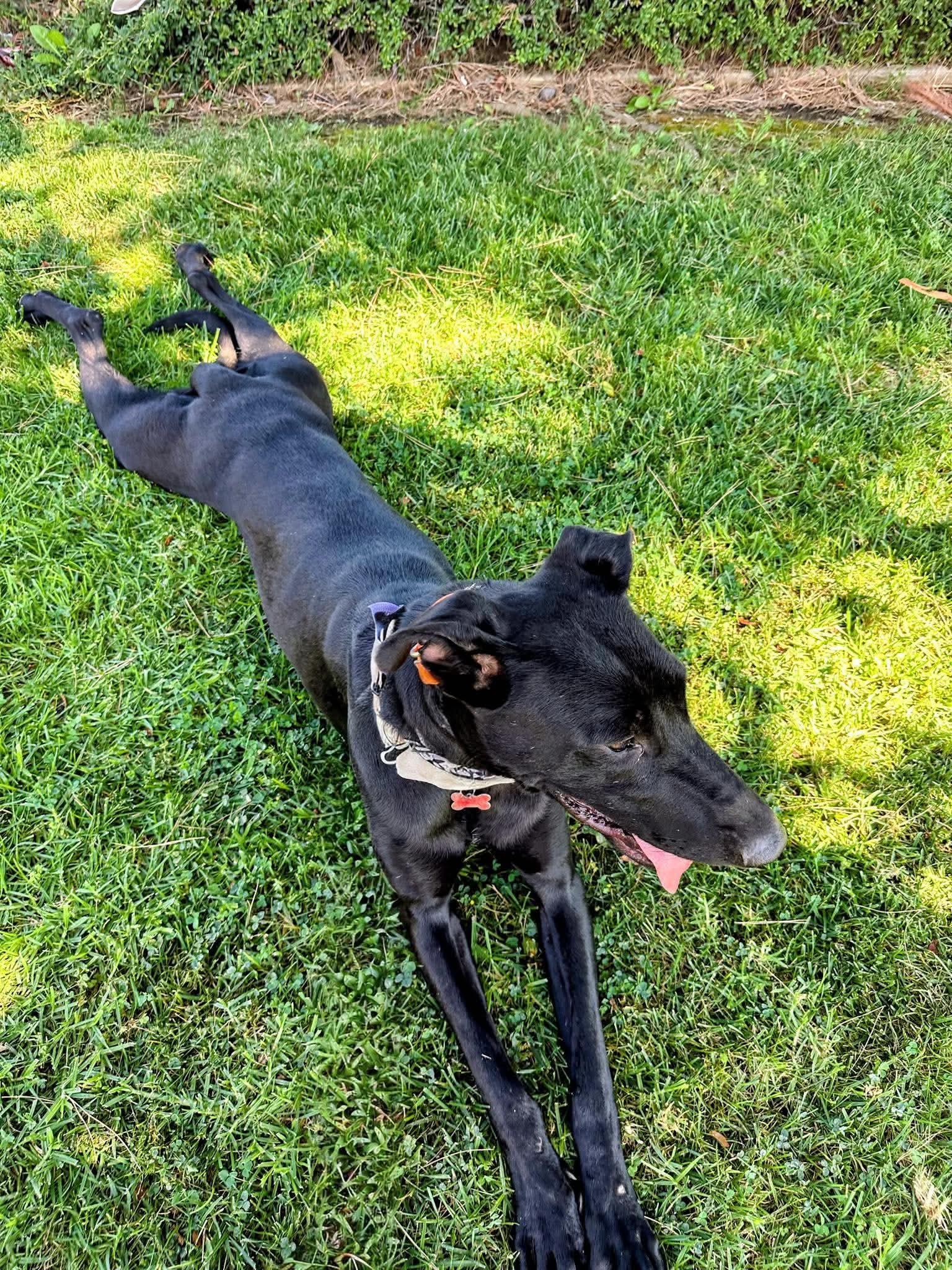 Enlarge Gracie Lou, a Adoptable Labrador Retriever in San Diego, CA image 1/3