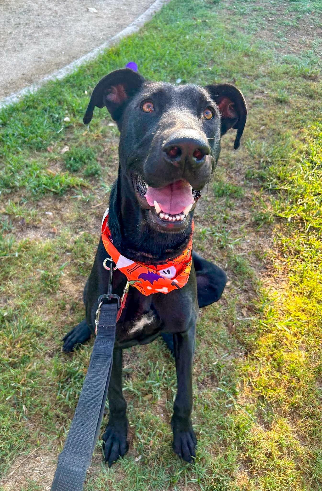 Gracie Lou, Adoptable, Adult Female Labrador Retriever.