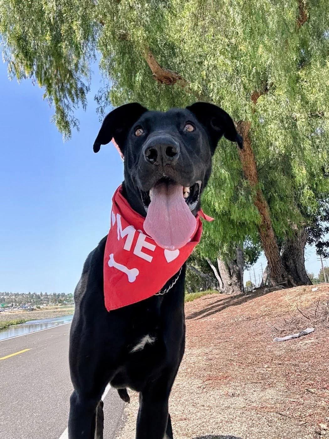 Enlarge Gracie Lou, a Adoptable Labrador Retriever in San Diego, CA image 2/3